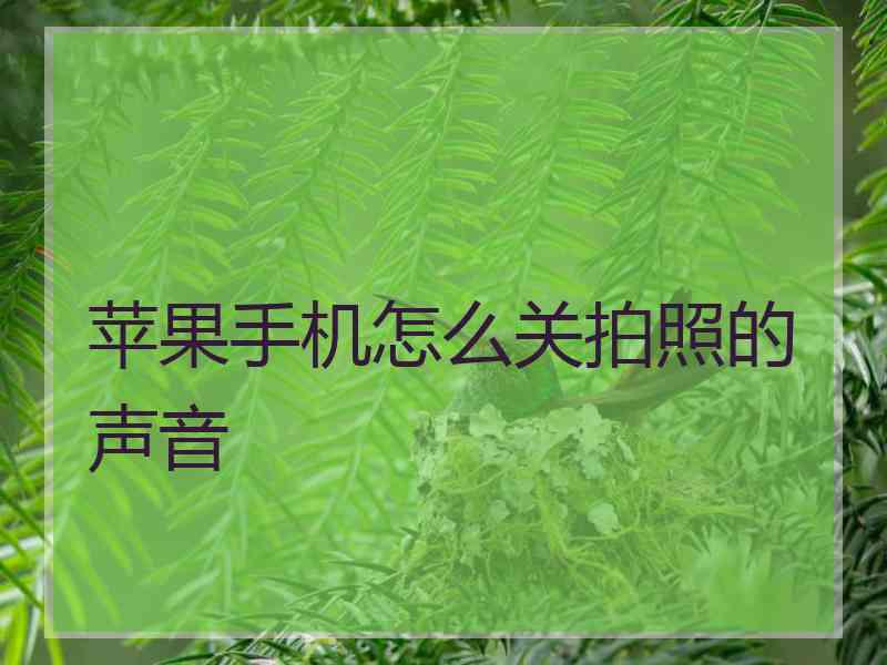 苹果手机怎么关拍照的声音