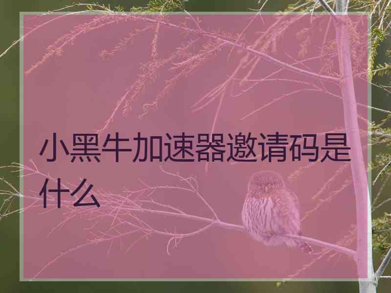 小黑牛加速器邀请码是什么