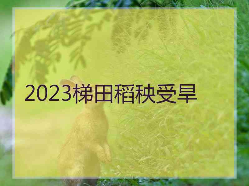 2023梯田稻秧受旱