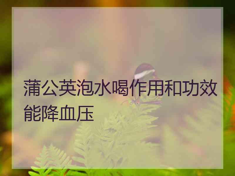 蒲公英泡水喝作用和功效能降血压